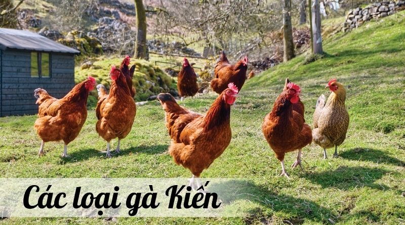 Kinh nghiệm chọn giống và chăm sóc gà Kiến hiệu quả