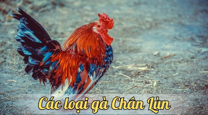 Nuôi gà Chân Lùn siêu lợi nhuận – bí quyết chăn nuôi hiệu quả